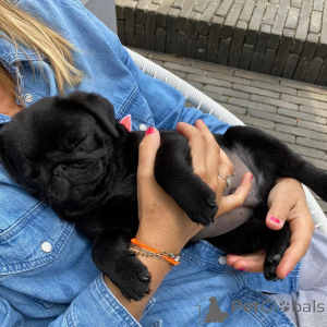 Photo №1. pug - for sale in the city of Manila | negotiated | Announcement № 159840