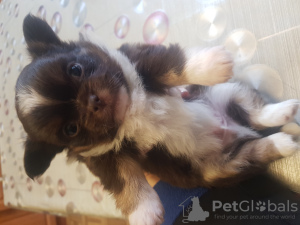 Additional photos: Cute long haired chocolate chihuahua boy