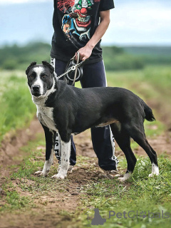 Photo №1. non-pedigree dogs - for sale in the city of Moskova | Is free | Announcement № 170553