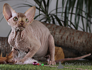 Photo №1. sphynx-katze - for sale in the city of Kharkov | 1800$ | Announcement № 17092