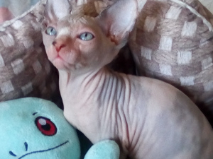 Photo №2 to announcement № 6892 for the sale of sphynx-katze - buy in Russian Federation from nursery, breeder