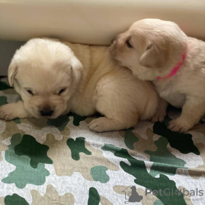 Photo №3. A GOLDEN LABRADOR PUPPY. New Zealand