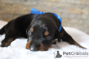 Photo №3. Doberman puppies. Serbia