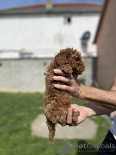 Photo №2 to announcement № 99109 for the sale of poodle (toy) - buy in Serbia breeder