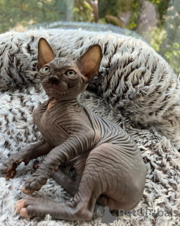 Photo №2 to announcement № 93333 for the sale of sphynx cat - buy in United States private announcement