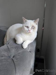 Photo №2 to announcement № 147275 for the sale of british shorthair - buy in Germany 