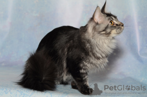 Photo №3. Maine Coon grown up. Russian Federation