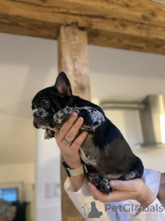 Photo №3. Exclusive! French bulldog puppies.. Austria