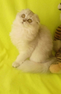 Photo №1. scottish fold - for sale in the city of Vladimir | Negotiated | Announcement № 3070