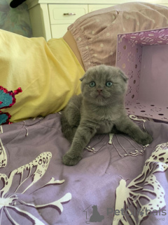 Photo №4. I will sell scottish fold in the city of Москва.  - price - 102$