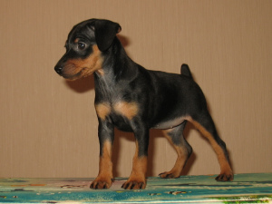Photo №2 to announcement № 2775 for the sale of miniature pinscher - buy in Belarus breeder