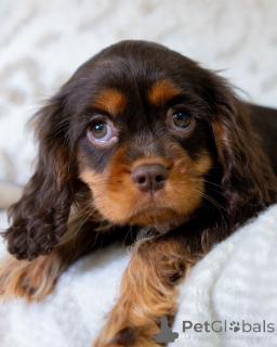 Photo №3. Sweet, playful, and full of sunshine Lilys heart blooms with love wherever she. Switzerland