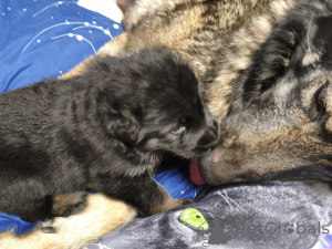 Photo №2 to announcement № 164489 for the sale of saarloos wolfdog - buy in Estonia private announcement