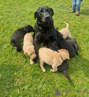 Photo №2 to announcement № 147057 for the sale of labrador retriever - buy in United States private announcement