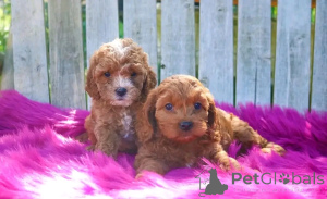 Photo №2 to announcement № 137799 for the sale of kavapu - buy in Germany breeder