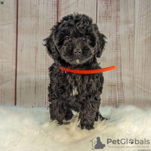 Additional photos: Stunning Goldendoodle Puppies