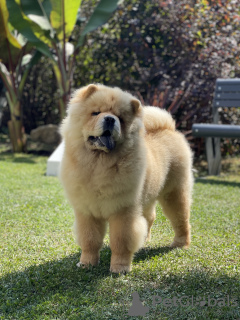 Additional photos: Chow Chow puppies for sale!