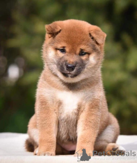 Photo №4. I will sell shiba inu in the city of Флорида Сити. private announcement, breeder - price - 1000$
