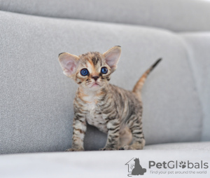 Photo №2 to announcement № 44547 for the sale of devon rex - buy in Germany breeder