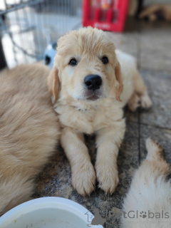 Photo №1. golden retriever - for sale in the city of Marseilles | negotiated | Announcement № 177479