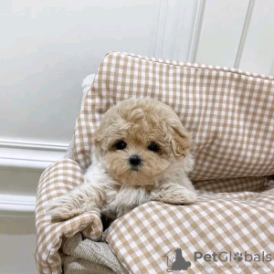 Photo №3. Maltipoo puppies looking for a new home Business WhatsApp 37256062792. Finland