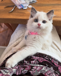 Photo №1. ragdoll - for sale in the city of Galway | negotiated | Announcement № 156258