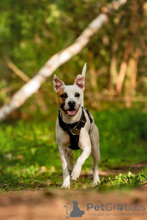 Additional photos: The beautiful dog Darius is in good hands.