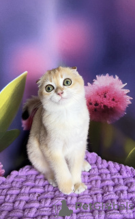 Photo №2 to announcement № 63223 for the sale of scottish fold - buy in Ukraine 