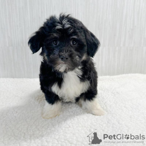 Photo №1. havanese dog - for sale in the city of Prague | 300$ | Announcement № 111193