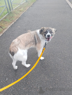 Photo №1. non-pedigree dogs - for sale in the city of St. Petersburg | negotiated | Announcement № 157818