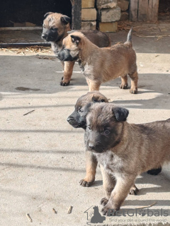 Photo №4. I will sell belgian shepherd in the city of Bačka Topola. private announcement - price - negotiated