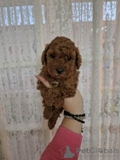 Photo №4. I will sell poodle (toy) in the city of Нови Сад.  - price - 845$