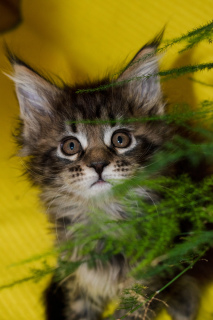 Additional photos: Maine Coon kittens