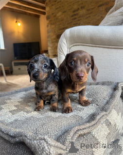 Photo №1. dachshund - for sale in the city of IDAR-OBERSTEIN | 361$ | Announcement № 154949