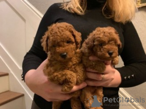 Photo №1. non-pedigree dogs - for sale in the city of Bamberg | Is free | Announcement № 116540