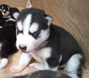 Photo №2 to announcement № 107762 for the sale of siberian husky - buy in Finland private announcement, breeder