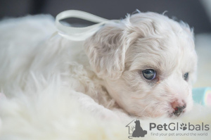 Additional photos: Bichon Friesian puppies