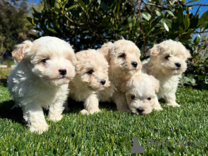 Photo №1. maltipu - for sale in the city of Manzini | negotiated | Announcement № 160856