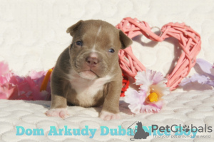 Additional photos: American Bully Kennel