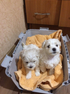 Additional photos: Maltese Puppies