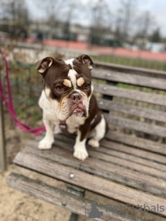 Photo №3. English Bulldog for sale. Germany