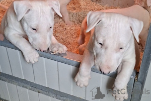 Photo №2 to announcement № 166389 for the sale of bull terrier - buy in Serbia 