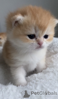 Photo №1. british shorthair - for sale in the city of Prague | 826$ | Announcement № 161233