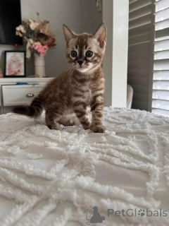 Photo №2 to announcement № 152753 for the sale of bengal cat - buy in Switzerland private announcement