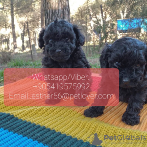 Photo №1. poodle (dwarf) - for sale in the city of Russia | 400$ | Announcement № 107031