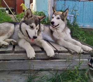 Additional photos: Breed Alaskan Malamute