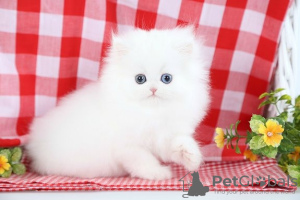 Photo №1. persian cat - for sale in the city of Helsinki | negotiated | Announcement № 118725