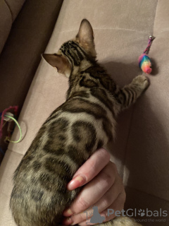 Photo №4. I will sell bengal cat in the city of Москва. from nursery, breeder - price - 1282$