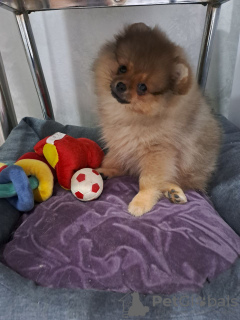 Photo №3. Pomeranian. Belarus