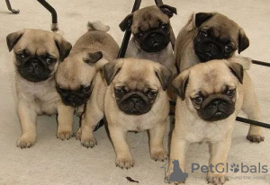 Photo №1. pug - for sale in the city of Aachen | 141$ | Announcement № 129365